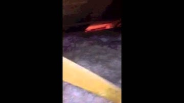 See the Damage To An Attic That Raccoons & Mice Can Do