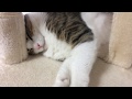 狭いところでわざわざ寝る猫