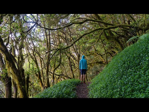 Video: La foresta incantata dell'Oregon: la guida completa