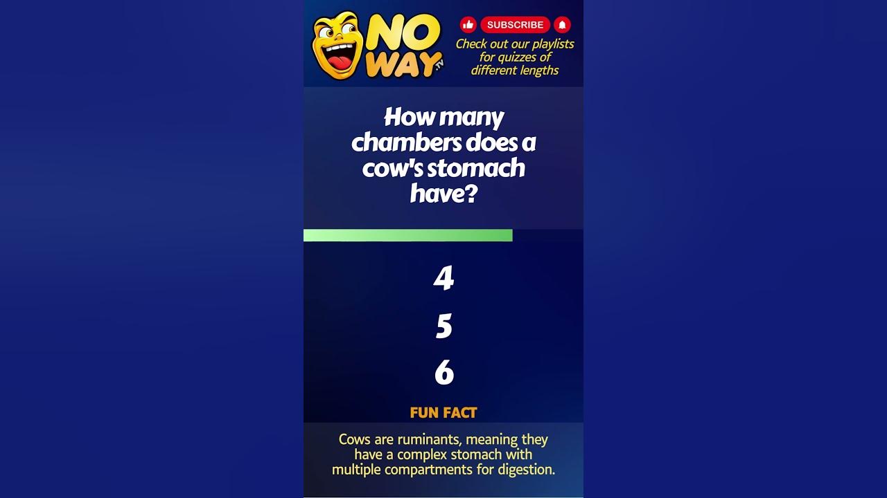 How Many Chambers Does A Cow s Stomach Have YouTube how-many-chambers-does-a-cow-s-stomach-have-youtube