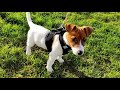 FAFIK - Jack Russell Terrier. First walks / Pierwsze spacery