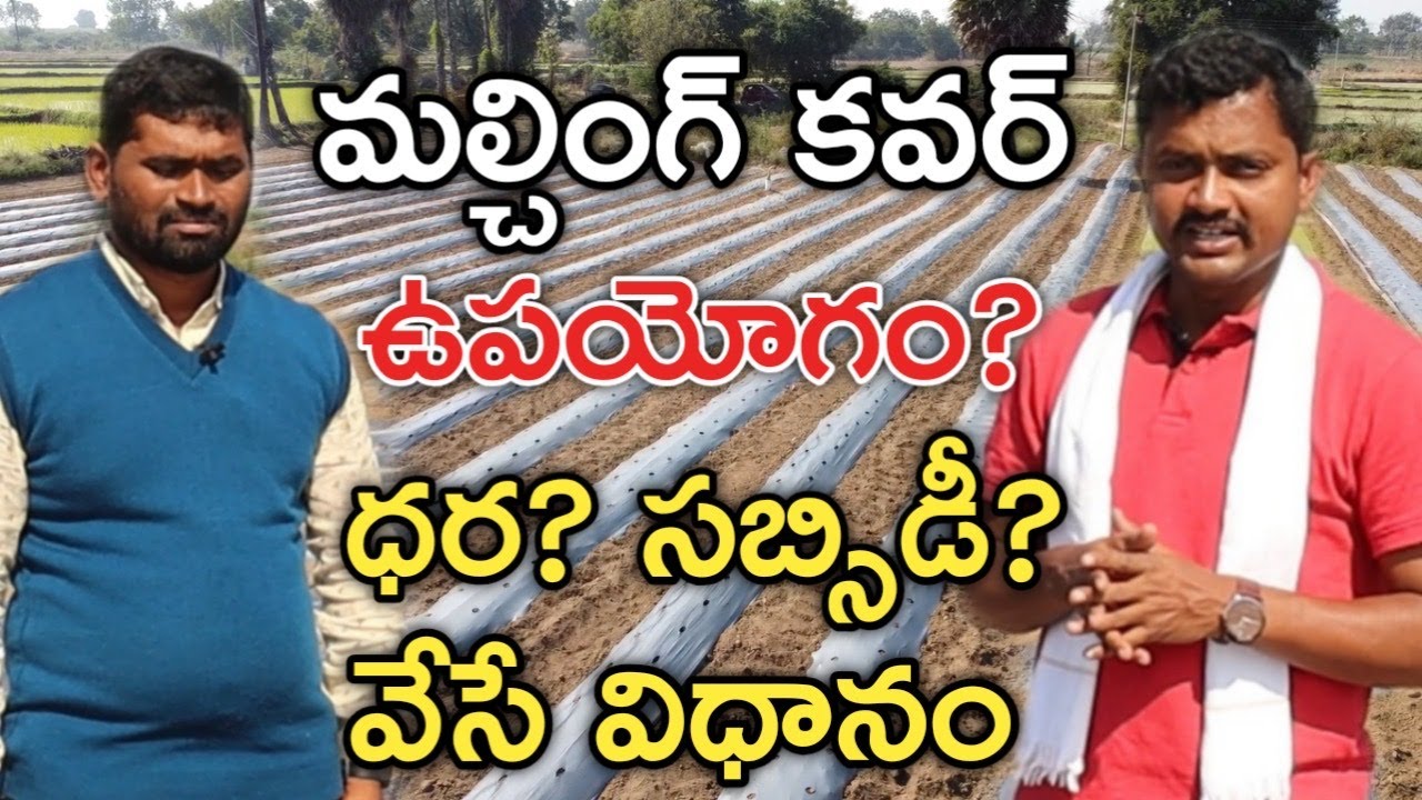 Mulching Paper Subsidy & Details | మల్చింగ్ కవర్ ఉపయోగం | Rythubadi