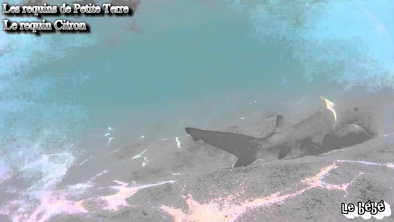 Requin Citron A Petite Terre Guadeloupe Youtube Requin Citron A Petite Terre Guadeloupe Youtube