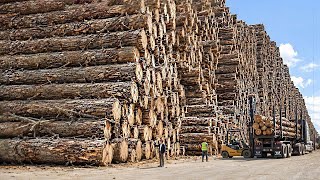 Inside America's Largest Wood Processing Factories | How 4,000 Logs Become Lumber & Plywood