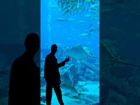 Best aquarium in Dubai, the lost chambers 🧜‍♀️ #shorts