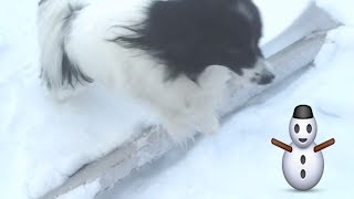 НАШИ СОБАКИ ЖИЗНЬ В ЧАСТНОМ ДОМЕ НАШИ СОБАКИ ЖИЗНЬ В ЧАСТНОМ ДОМЕ