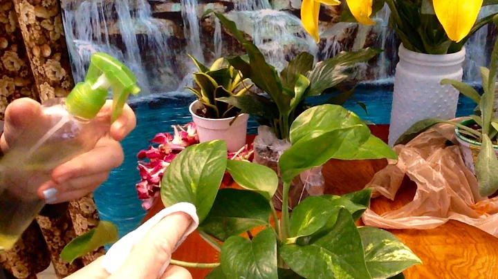 Quiietly Caring for House Plants ASMR Whispers, Spray Bottle & Paper Towel Cleaning Sounds