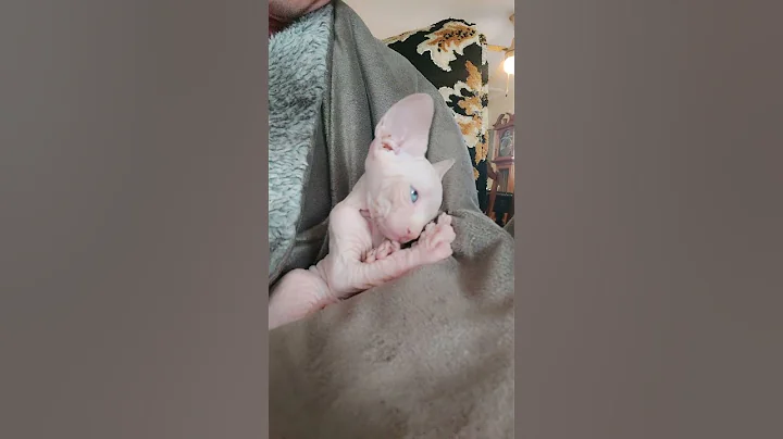 Video 10024471: cutest sphynx kittens