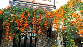 My Beautiful Orange Trumpet Vine / Flame Vine /Pyrostegia venusta / Happy New Year 2021