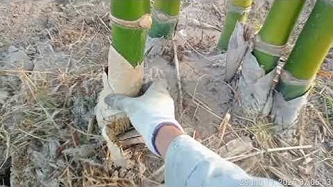 30/11/2025 ngày làm măng tre tứ quý để tết có măng hầm xương @ Quân 