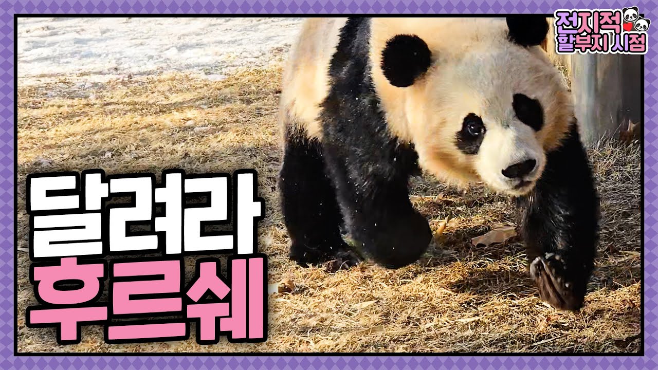 Первый снежный забег Худжок ❤️‍🔥 + Новое событие с брелоками Руи и Хуи | От лица дедушки, эпизод 247