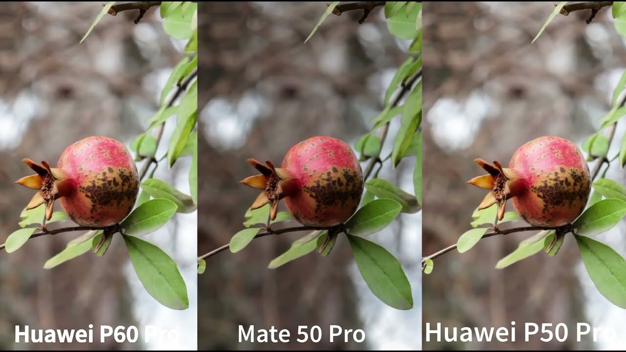 Сравнение mate 50 pro. Mate 50 Pro Huawei vs p60. Huawei p60 камера. Хуавей p60 Pro камера. Хуавей мате 50 про камера.