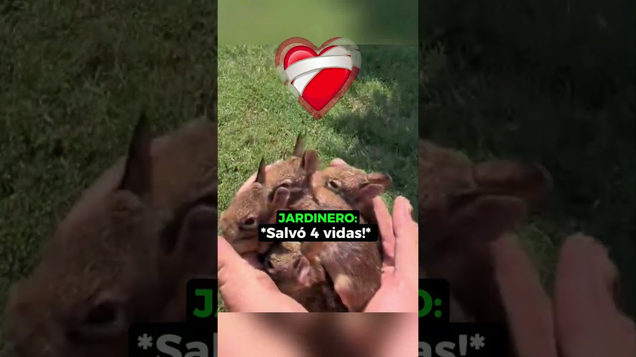 Casi Lastima A Los Conejitos! 😳