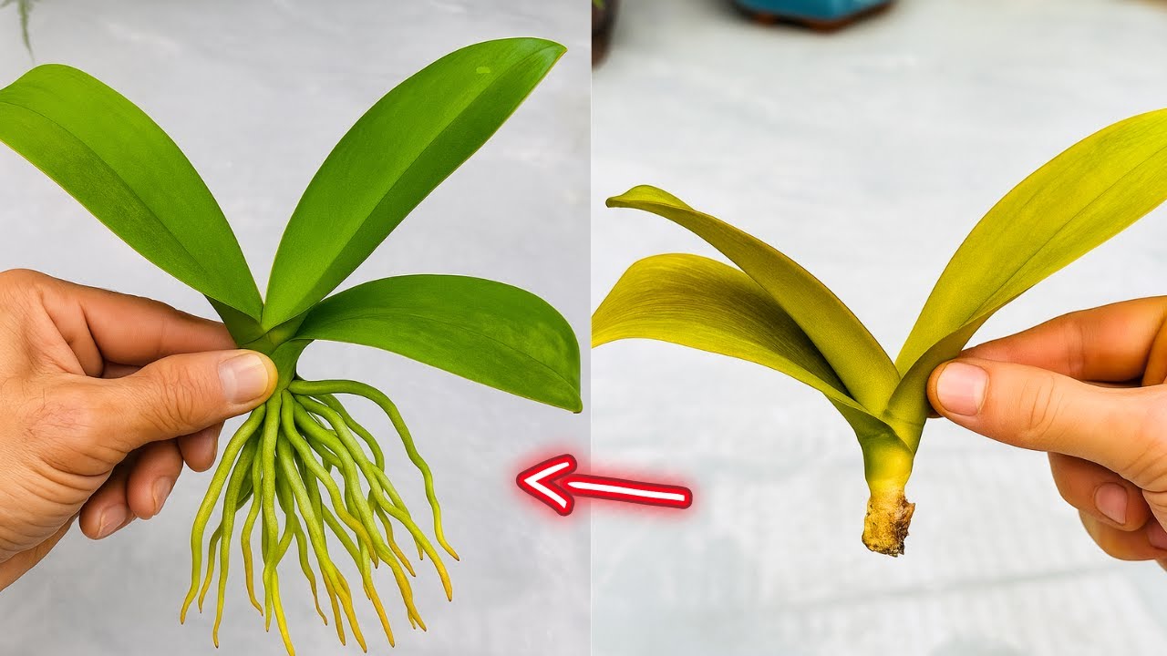 This orchid didn't grow for 4 months until I used this fertilizer! It suddenly revived