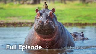 Inside the World of Killer Hippos | Hippo Supremacy