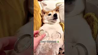 All I want for Christmas is DOGE #shibainu
All I want for Christmas is DOGE #shibainu All I want for Christmas is DOGE #shibainu