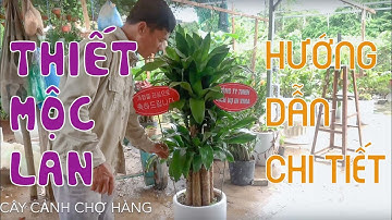57. Cây thiết mộc lan - Quà tặng biếu - Hướng dẫn trồng và chăm sóc - Cây cảnh Chợ Hàng