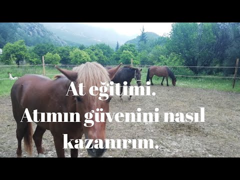 Video: Bir At Nasıl Evcilleştirilir (Resimlerle)