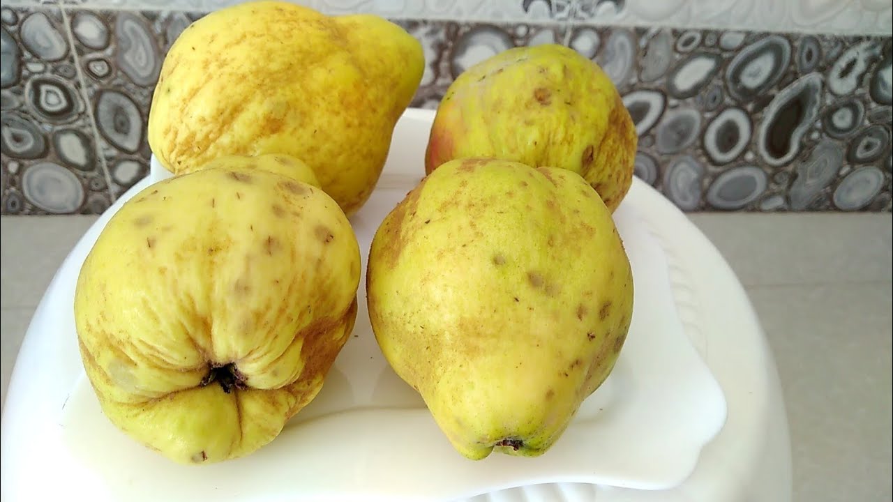 زراعة السفرجل من البذور للحصول على شجرة