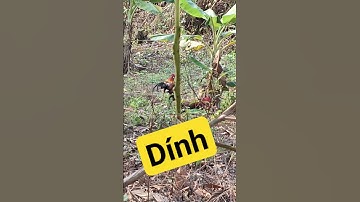 bẫy gà rừng/gà rừng rặc