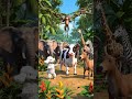Animals dancing in the jungle #funny #comedy #fun #funnyvideos