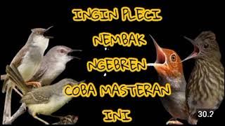 INGIN PLECI NEMBAK NGEBREN COBA MASTERAN INI