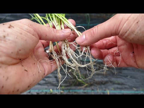 Video: Rozmnožování rostlin bramboříku – Jak rozmnožovat brambořík