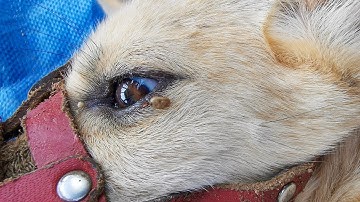 Dog Ticks Remove - Easy And Fast Way To Remove All Ticks From Poor Dog - Save Poor Dog EP 59