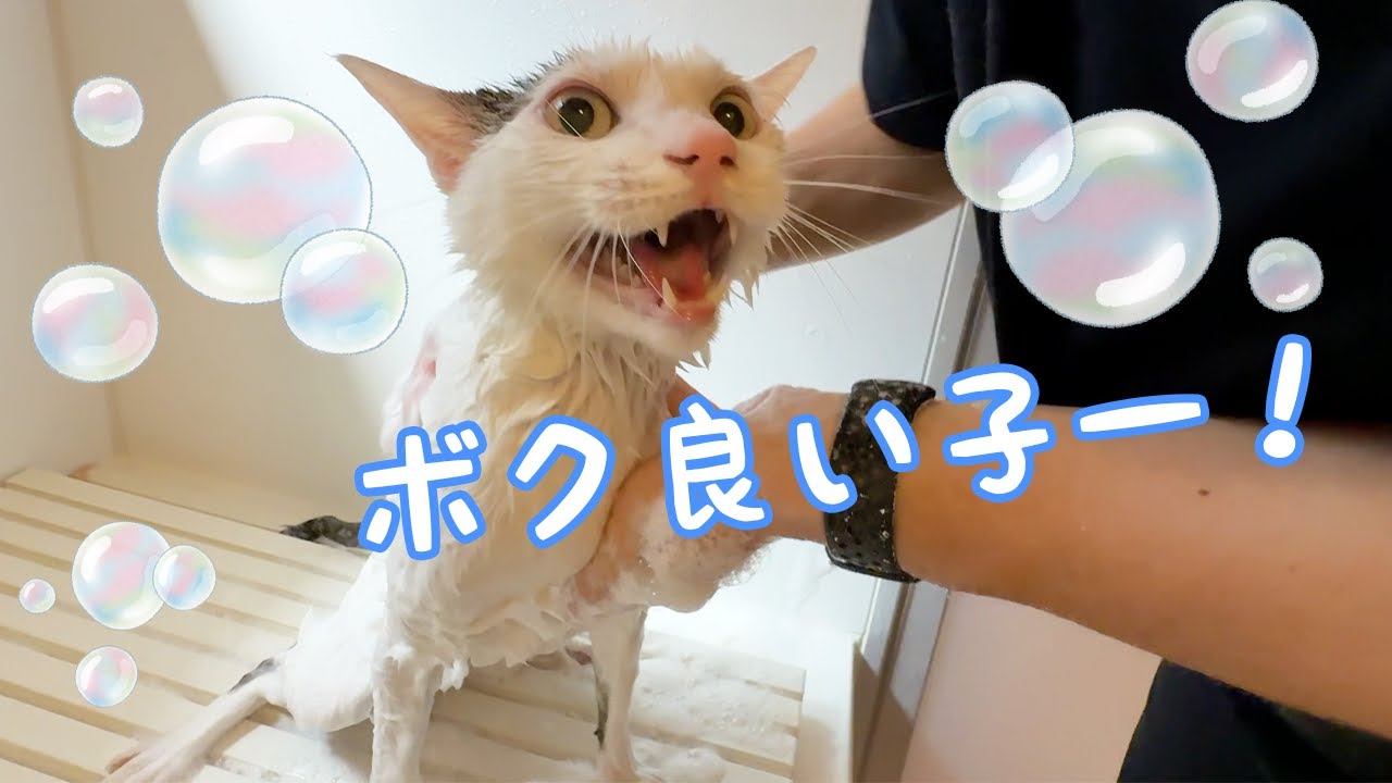 今までで一番良い子なチロさんのシャンプー！！