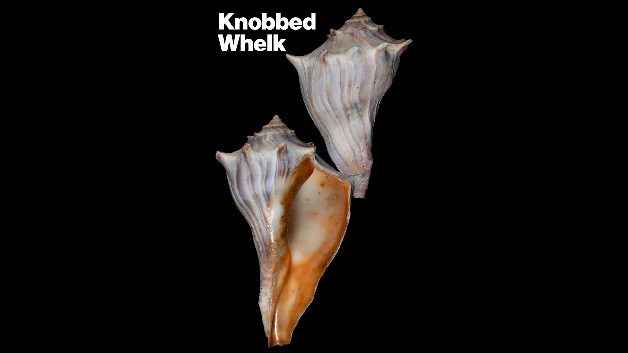 Knobbed Whelk 
