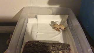 Gwen Feeding Warring Live Mice