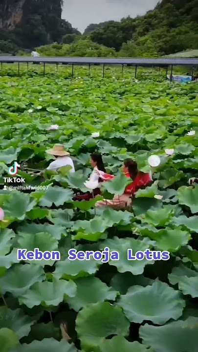 Kebun Bunga Seroja Lotus