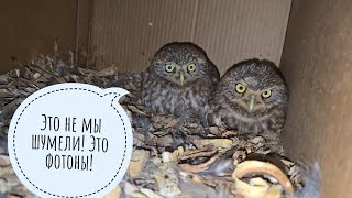 Little owls, quick unpacking, moose in the field is shown and the owl is being watched in the camera