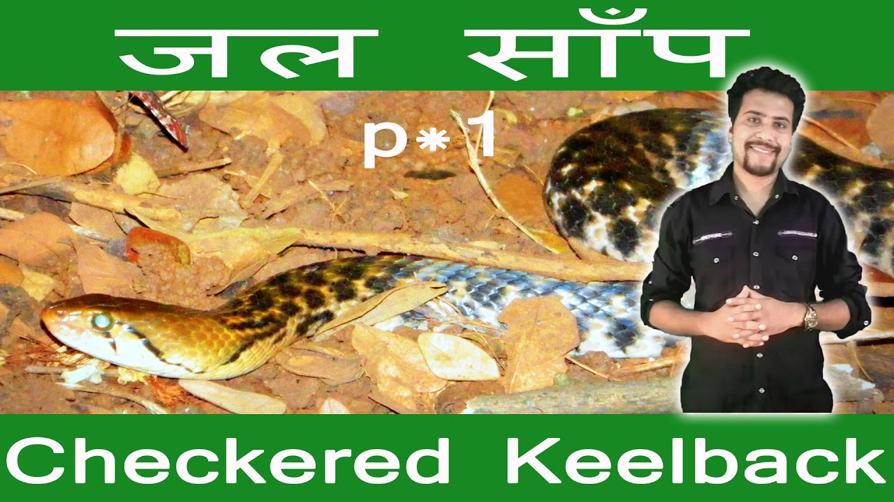 snake rescue team water snake checkered keel back | part 1 for our nature saving tube