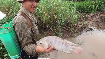 Kích Phải Cá Lóc Cụ Và Cá Rô Phi Đỏ Vui Sướng Bất Ngờ | Thú Vui 3 Miền