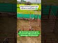 PDF साठी मेसेज करा -WhatsApp 9270862320 #goatfarm #udyog #business