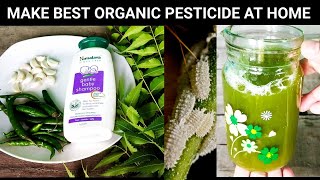 How to make powerful organic pesticide from kitchin ingredients, kills Mealybugs Aphids Mites Ants