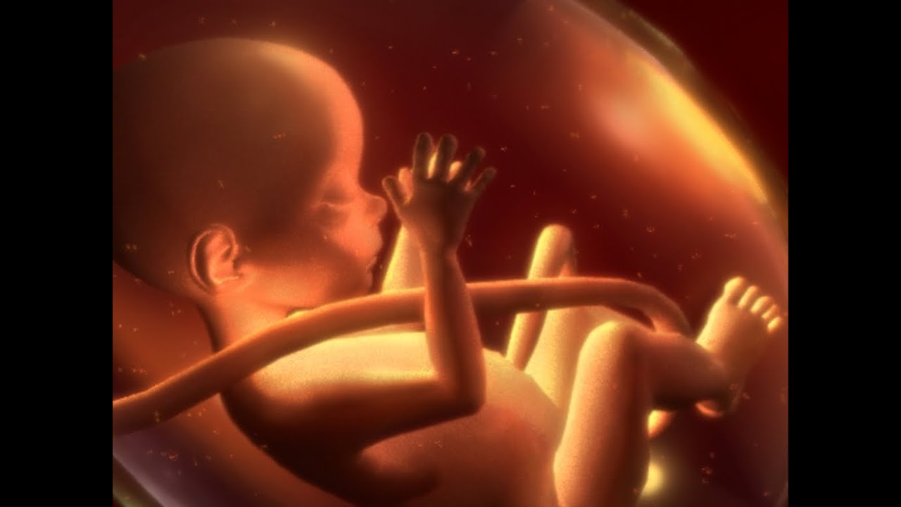 Приемы Леопольда - YouTube