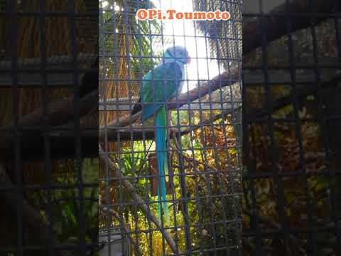 ミドリワカケインコ Blue-winged parakeet