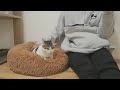 猫がクッションを1時間モミモミした結果、主の就職が決まりました