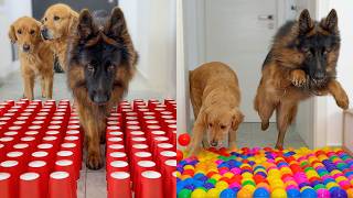 My Dogs Tried EVERY Viral Challenge | BEST Reactions