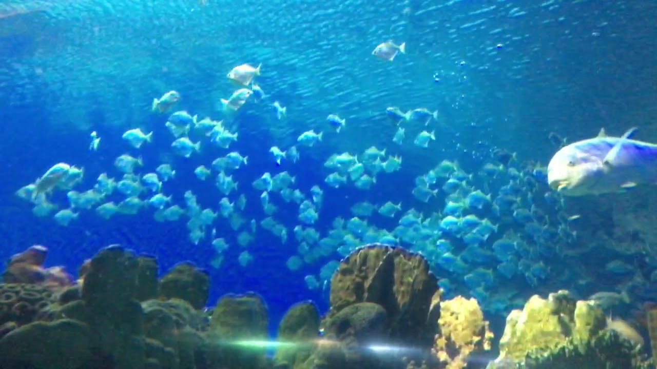 KL Aquarium 5 YouTube