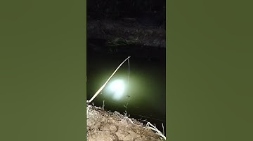 cấm cá lóc bằng dế nhủi