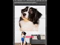 Remove Background from Furry Animals in Photoshop (Clean Edges Trick) #photoshopforbeginners #shorts