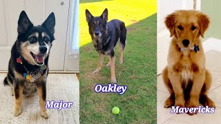 Major, Oakley and  Maverick