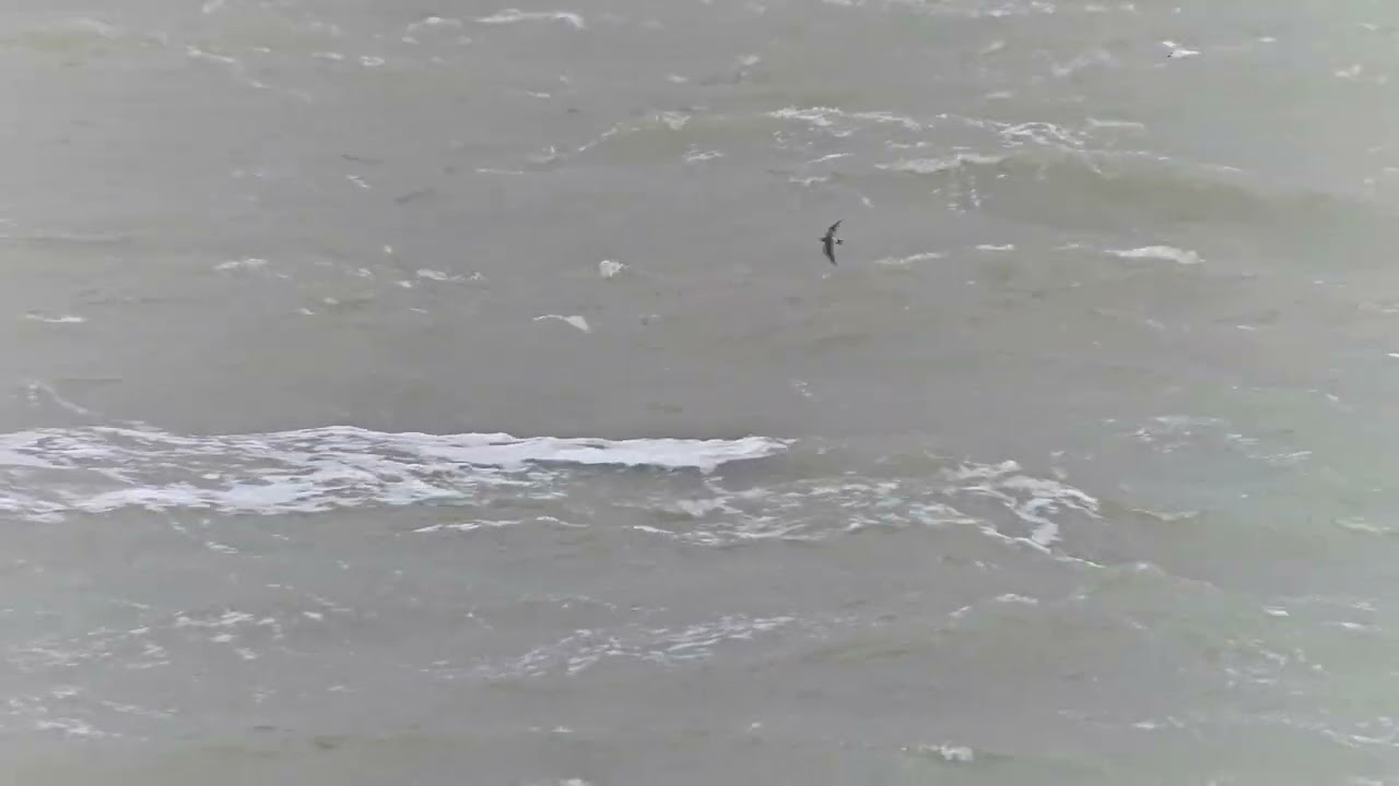 Vaal stormvogeltje / Leach's storm petrel / Hydrobates leucorhous | Westkapelle, NL | 2025-10-25
