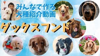 ミニチュアダックス・カニンヘンダックス  ダックスフンドを飼ってみて分かった犬種の魅力【みんなで作る犬種紹介動画】