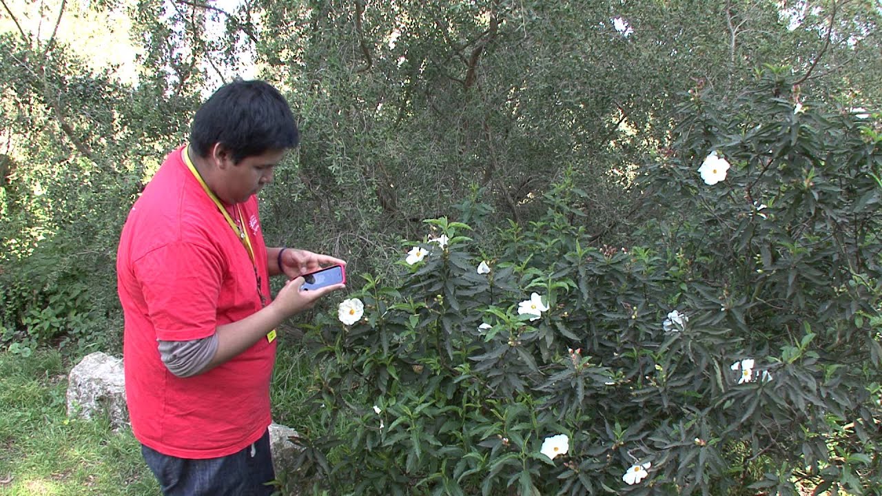 BioBlitz with Young Citizen Scientists