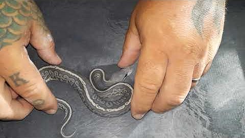 Follow up! Ball Python Clutch #21 - Hypo Het Red Axanthic X Black Pastel het Hypo & Pied 😍