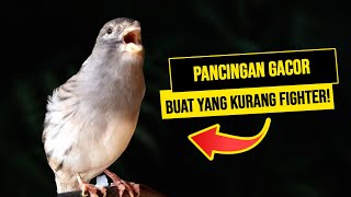 Pancingan Kenari Gacor buat Burung Kenari Muda Yang Kurang Fighter dan Emosi